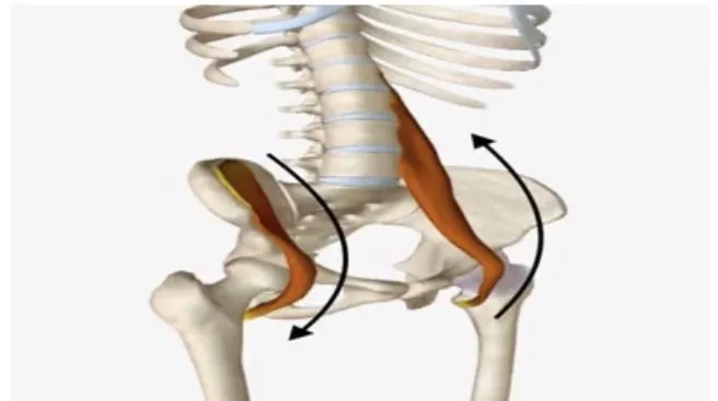 Slide 17 — pelvic rotation