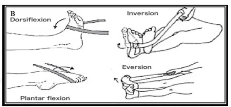 Slide 41 — band exercises (B)