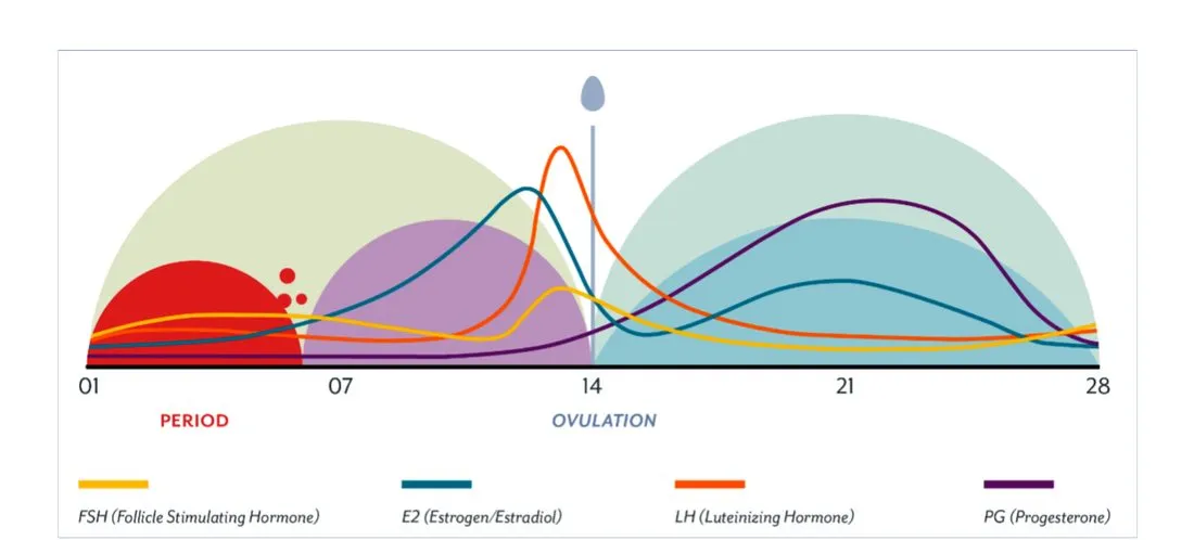 Slide 26 — hormone levels across a 28-day cycle