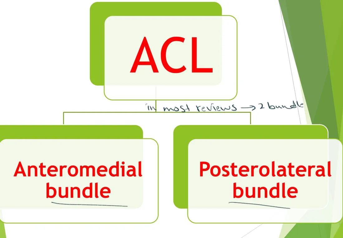Slide 5 — ACL and its two bundles