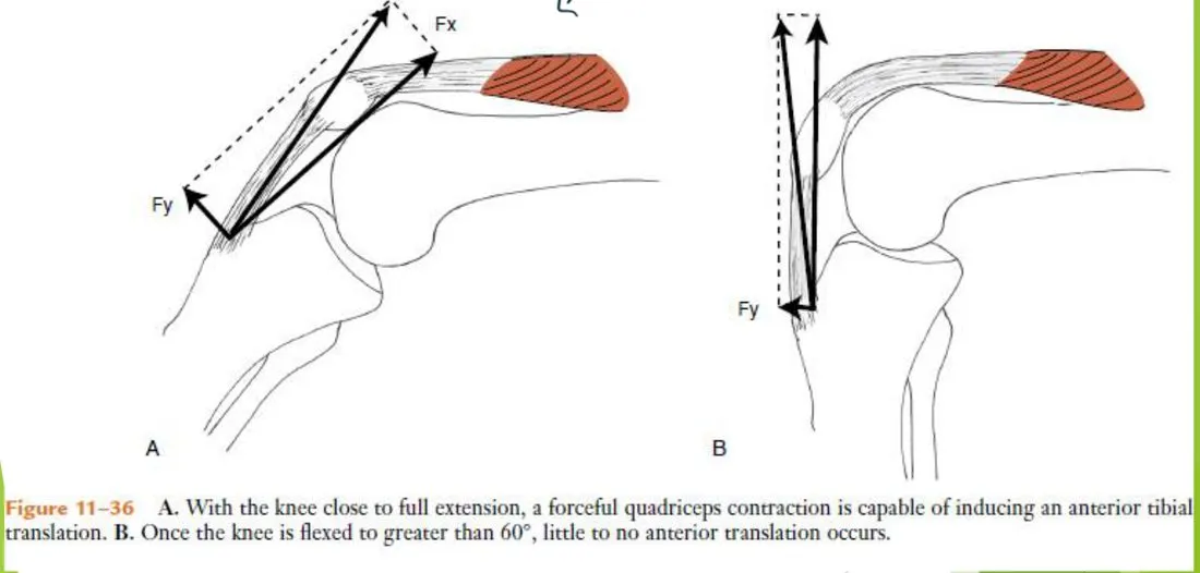 Slide 119 — Figure 11-36: quadriceps force and anterior tibial translation