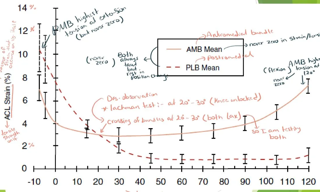Slide 22 — ACL strain (%) vs knee angle for the AMB and PLB