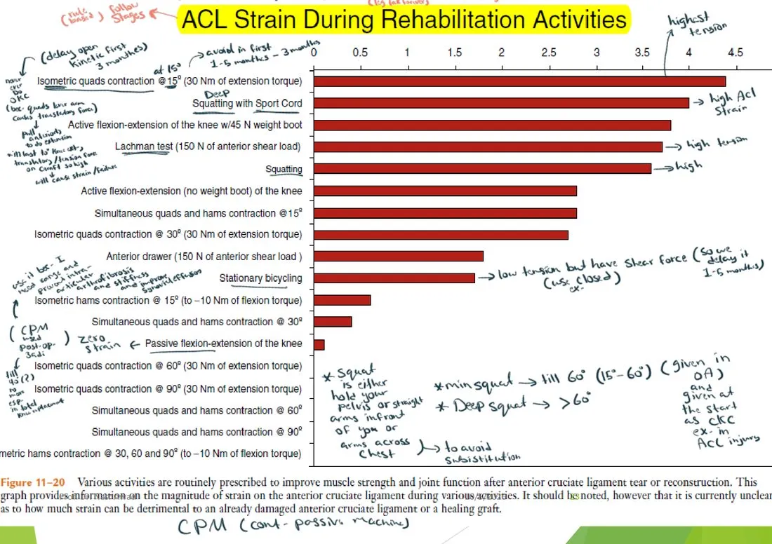 Slide 23 — ACL strain during rehabilitation activities