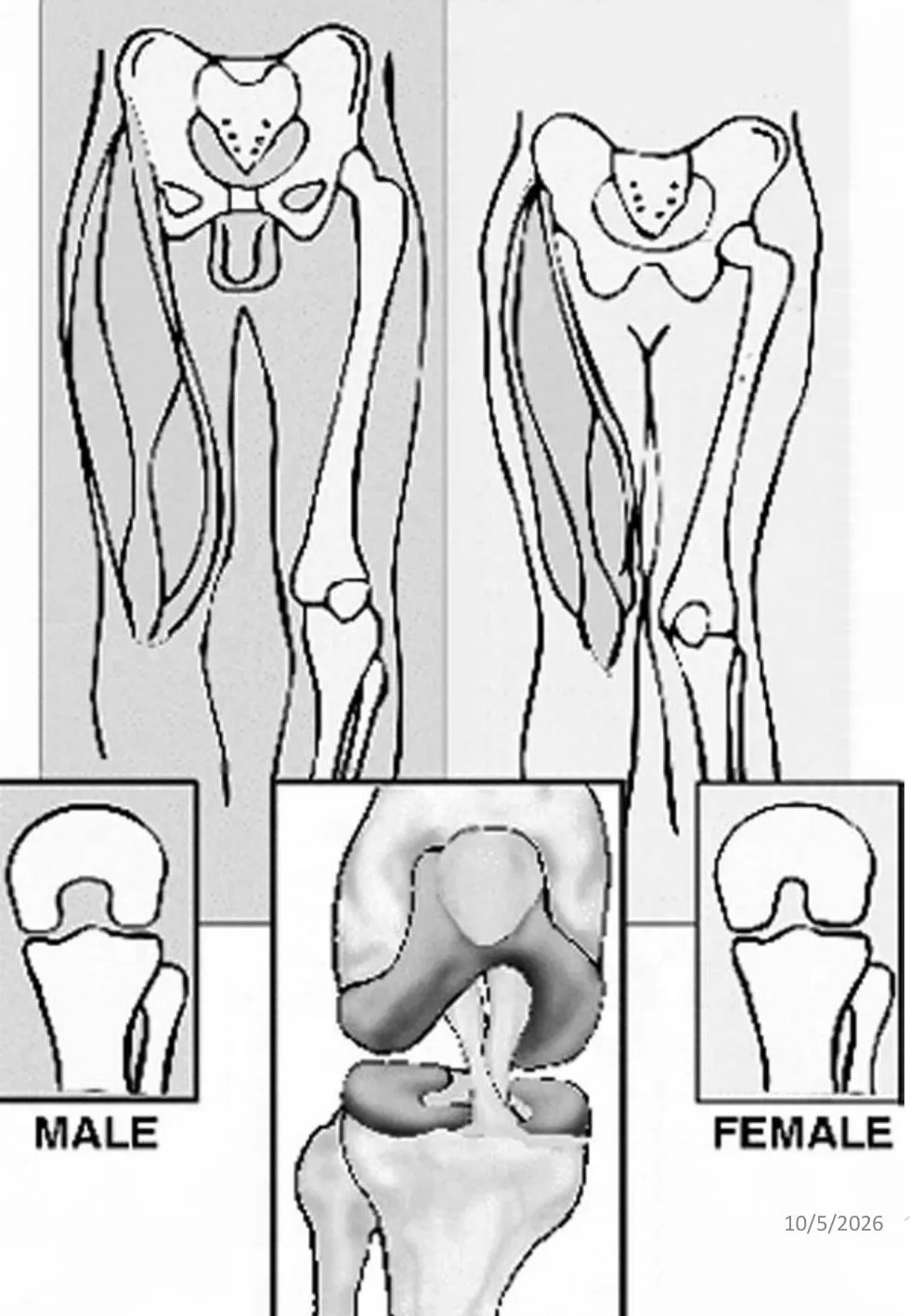 Slide 37 — male and female pelvis and lower-limb alignment