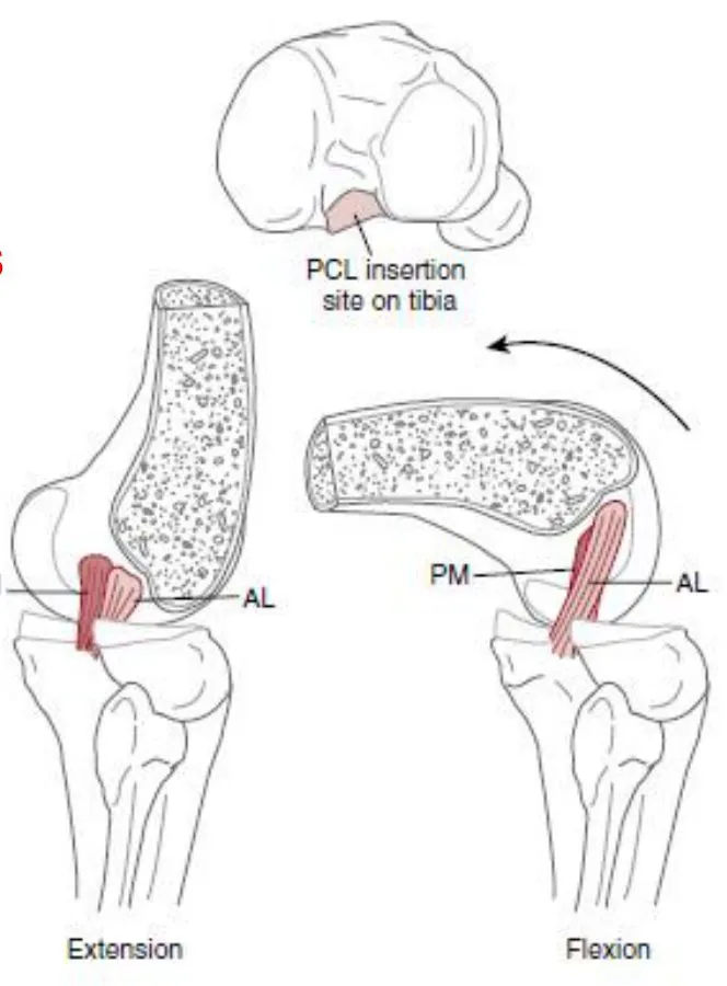 Slide 6 — A: PCL attachment sites in extension and flexion