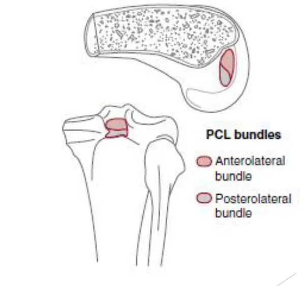 Slide 6 — B: origin and insertion, PCL bundles