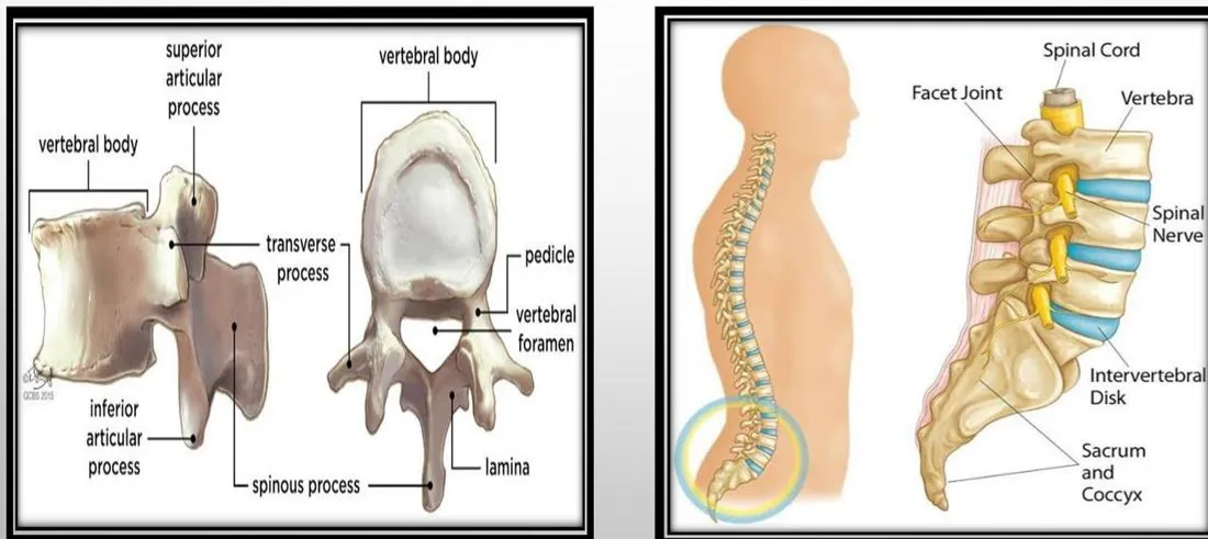 Slide 4 — vertebra and lumbar spine