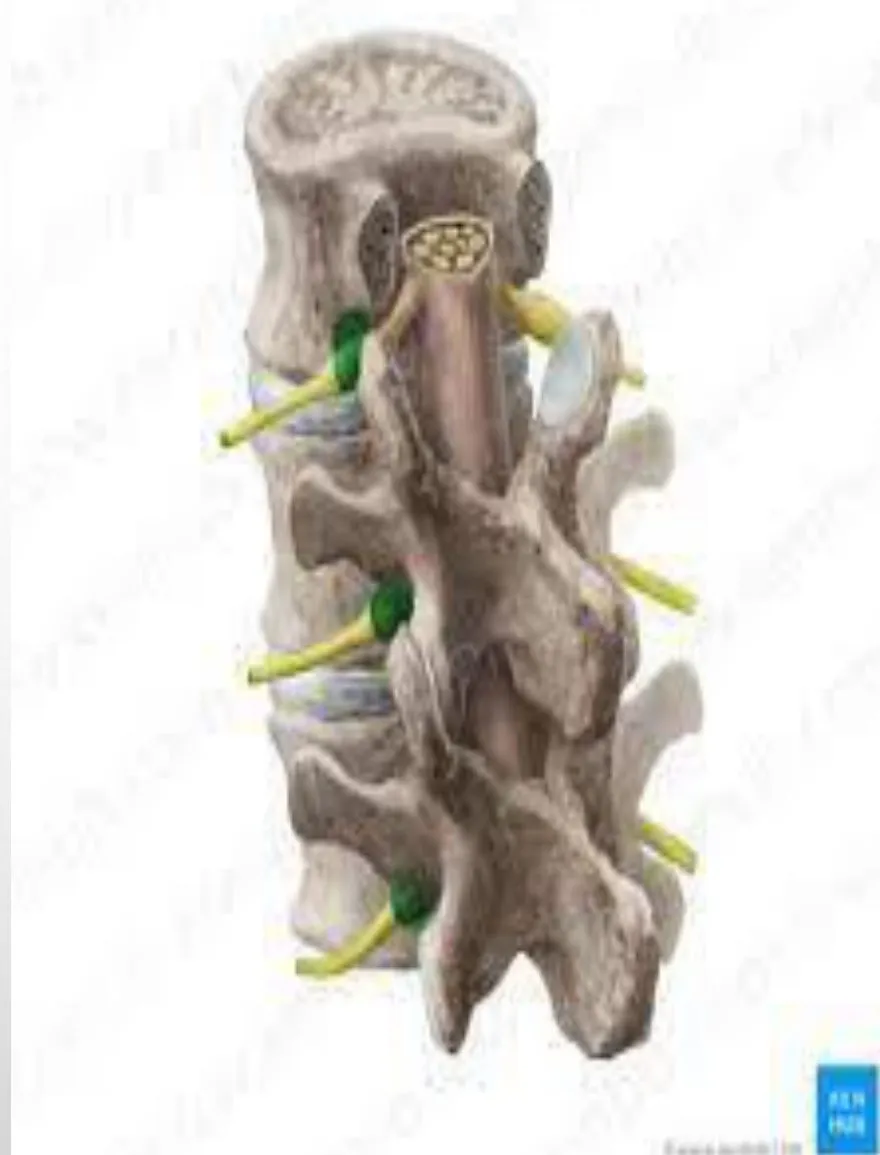Slide 7 — intervertebral foramina with exiting nerve roots