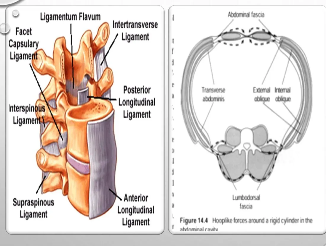 Slide 10 — spinal ligaments and thoracolumbar fascia