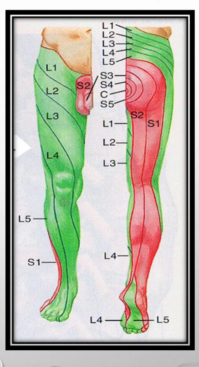 Slide 21 — lower limb dermatomes