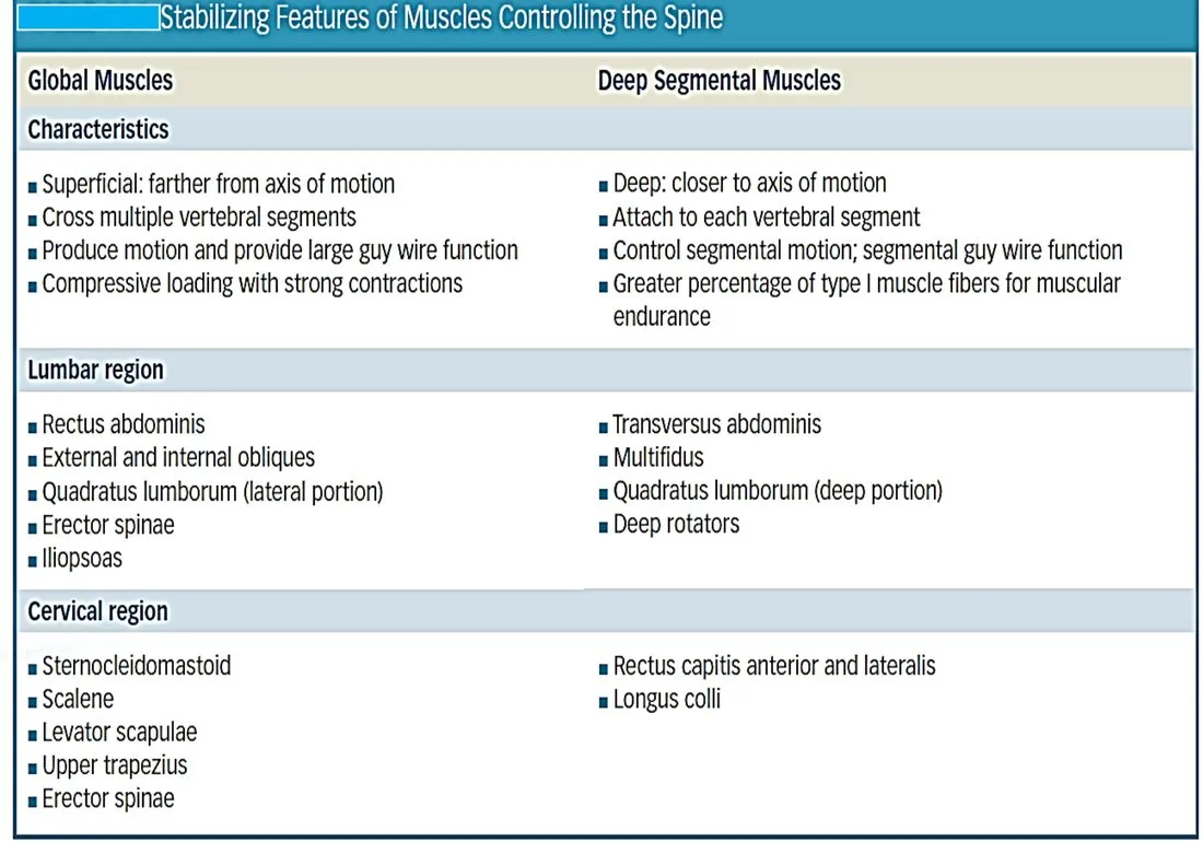 Slide 20 — stabilizing features of spinal muscles