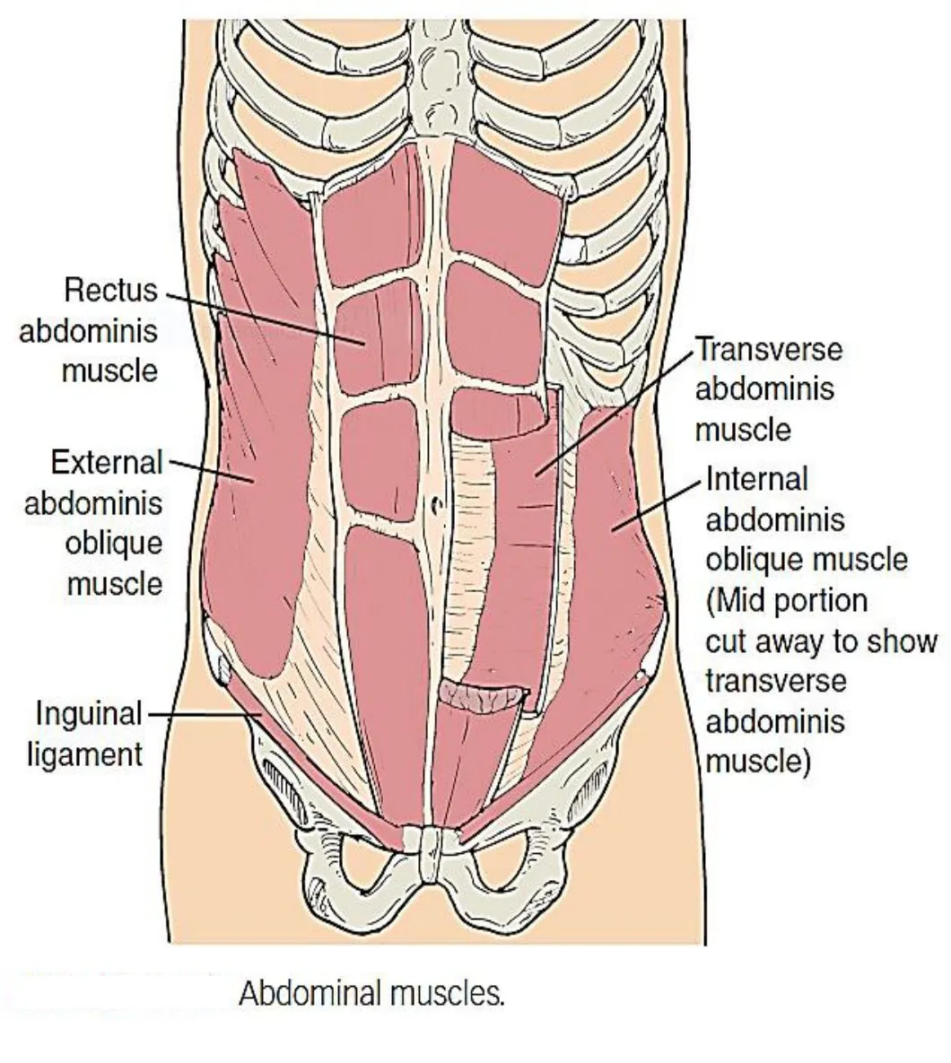 Slide 22 — abdominal muscles