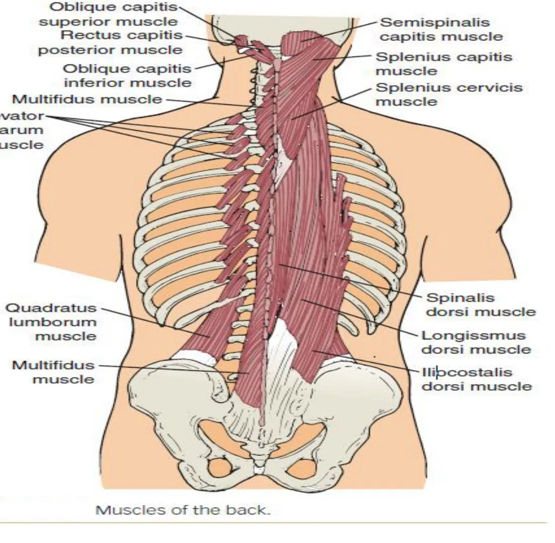 Slide 23 — back muscles