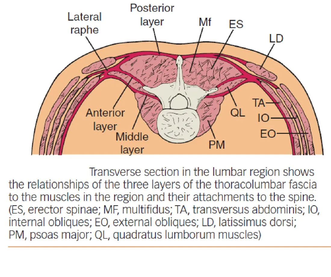 Slide 25 — TLF transverse section