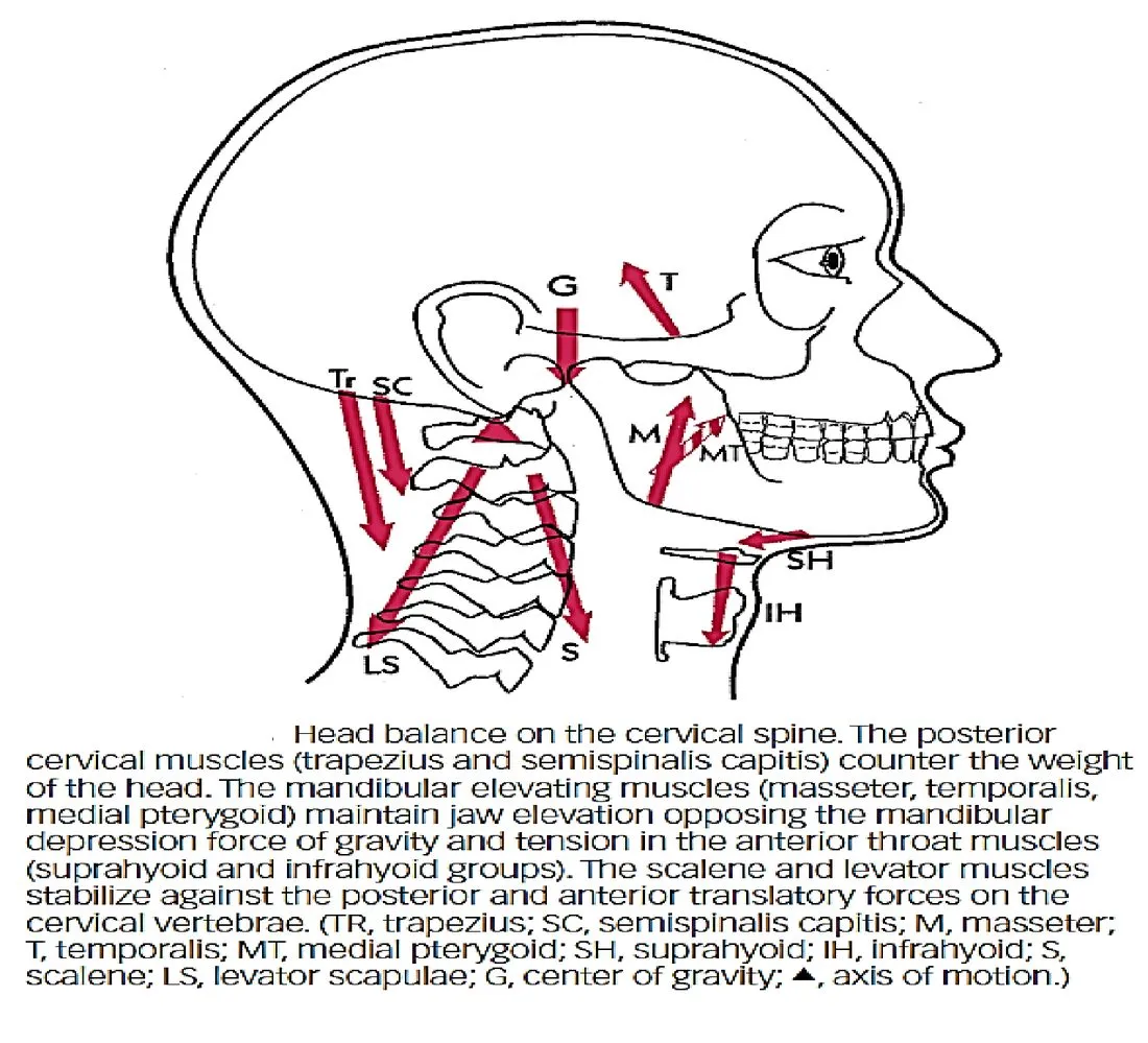 Slide 30 — head balance on the cervical spine