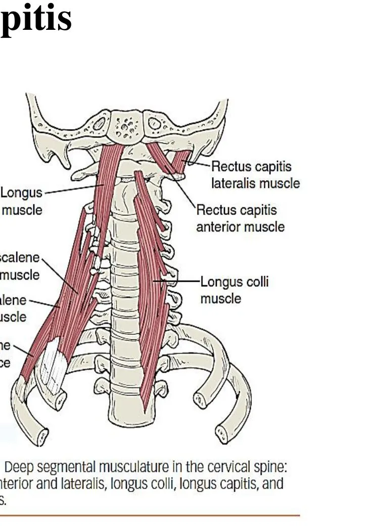 Slide 31 — deep cervical flexors
